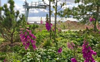 Foxgloves growing on a green roof